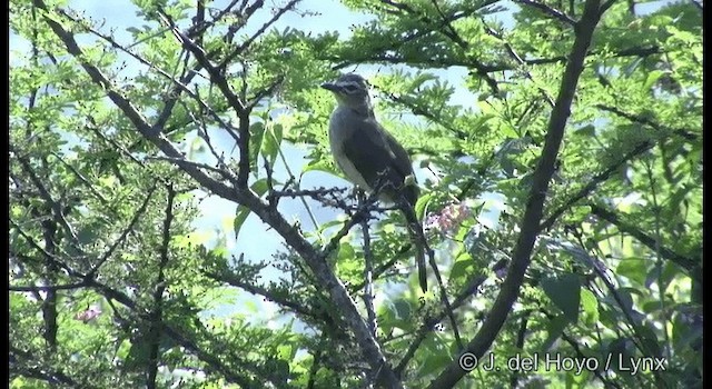 White-browed Bulbul - ML201384271