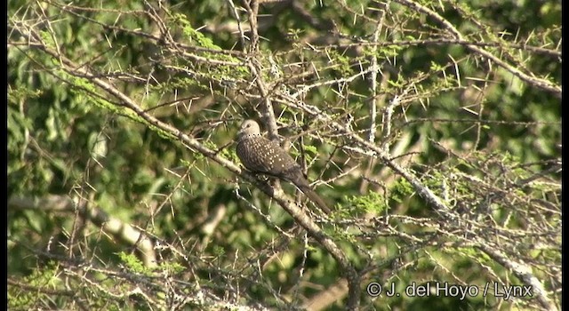 Spotted Dove - ML201384361