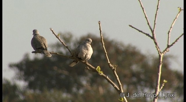 Eurasian Collared-Dove - ML201384371