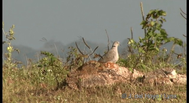 Eurasian Collared-Dove - ML201384381