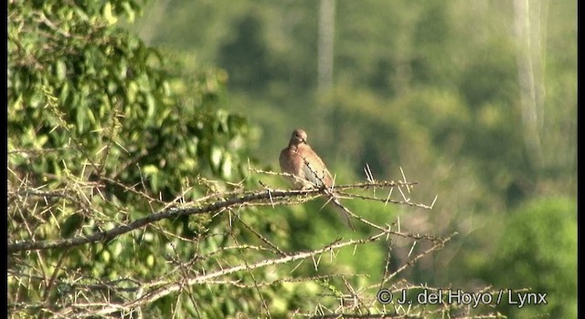 Laughing Dove - ML201384391
