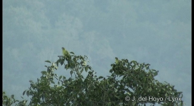 Yellow-footed Green-Pigeon - ML201384441