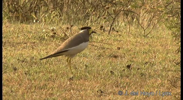 Yellow-wattled Lapwing - ML201384501