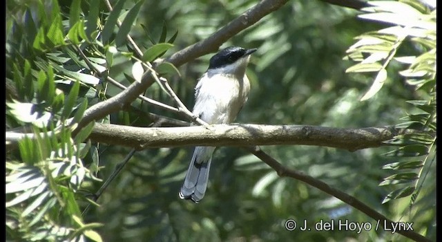 Bar-winged Flycatcher-shrike - ML201384521