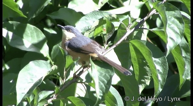 Ashy Prinia - ML201384541