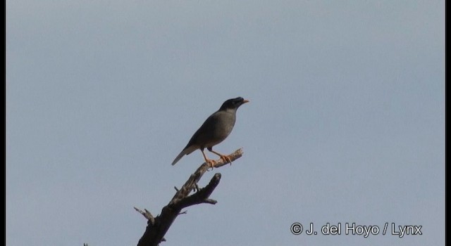 Jungle Myna - ML201384591