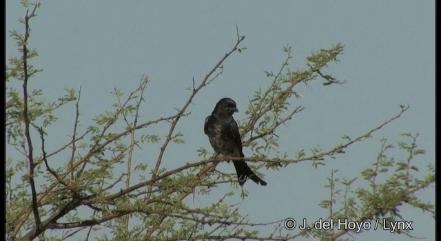 Königsdrongo - ML201384681