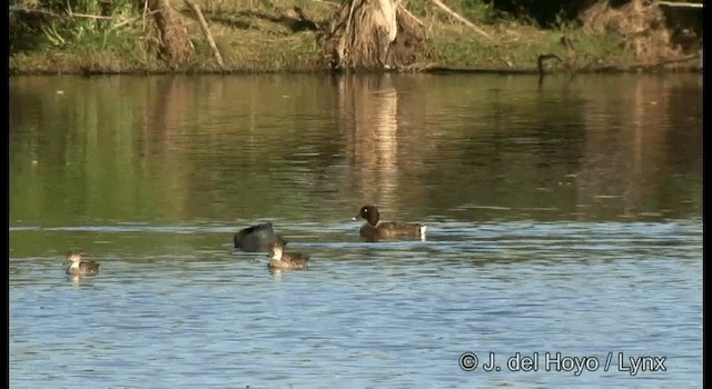 Murgilari australiarra - ML201384701