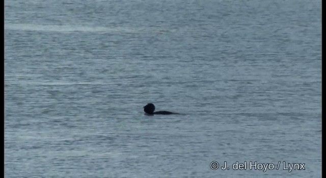 Musk Duck - ML201384721