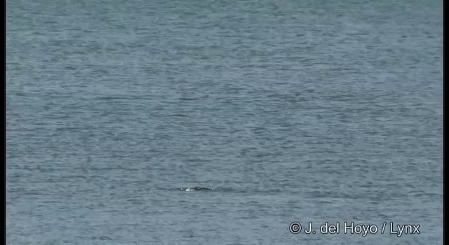 Musk Duck - ML201384731