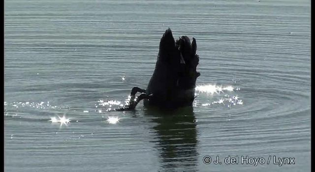 Cisne Negro - ML201384751