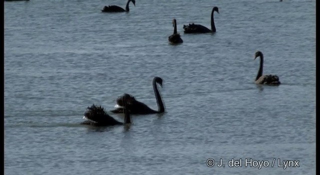 Cisne Negro - ML201384771