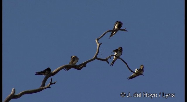 Golondrina Australiana - ML201384791