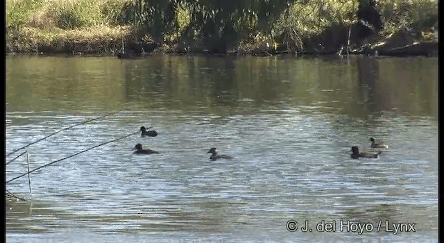 Blue-billed Duck - ML201384801