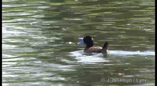 Blue-billed Duck - ML201384811