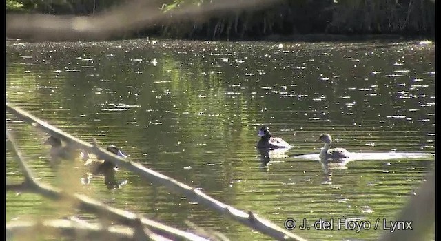 Blue-billed Duck - ML201384821