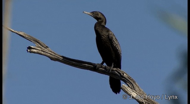 Cormorán Totinegro - ML201384841