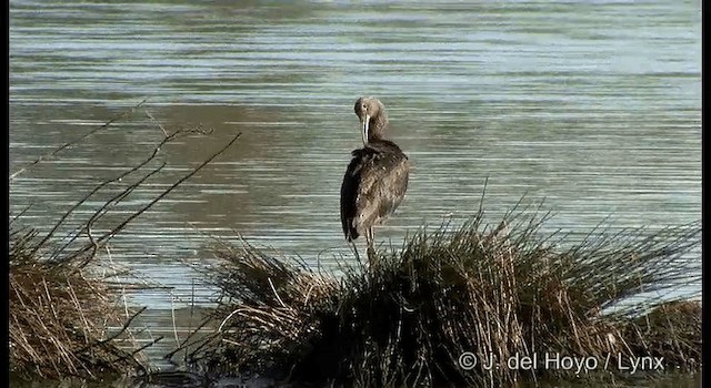 Glossy Ibis - ML201384861