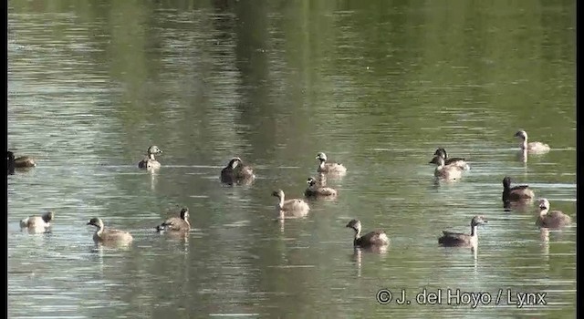 Hoary-headed Grebe - ML201384871