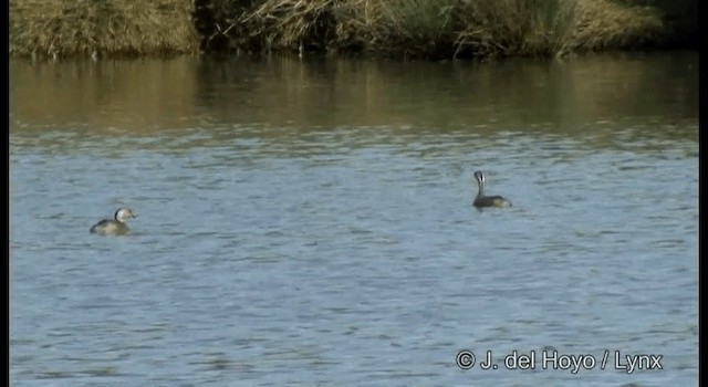 Hoary-headed Grebe - ML201384881