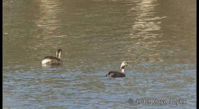 Hoary-headed Grebe - ML201384891