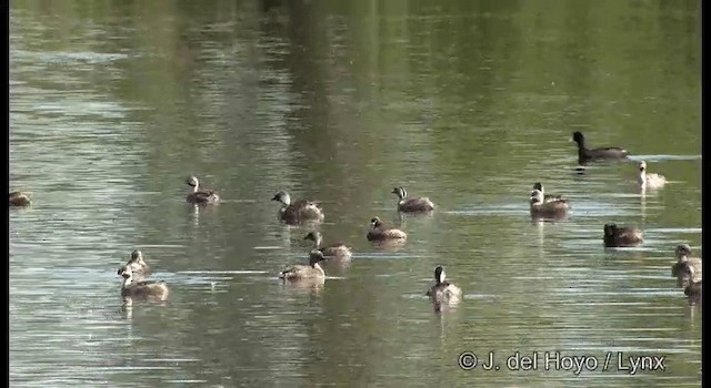 Australasian Grebe - ML201384901