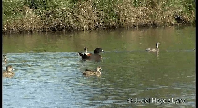 Australian Shelduck - ML201384911