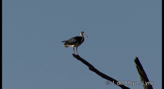 Straw-necked Ibis - ML201384921