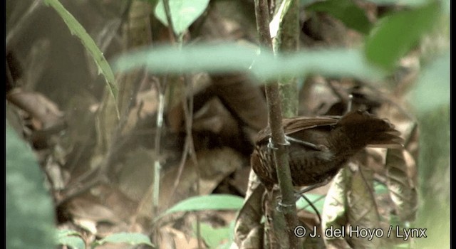 Harlequin Antbird - ML201384931