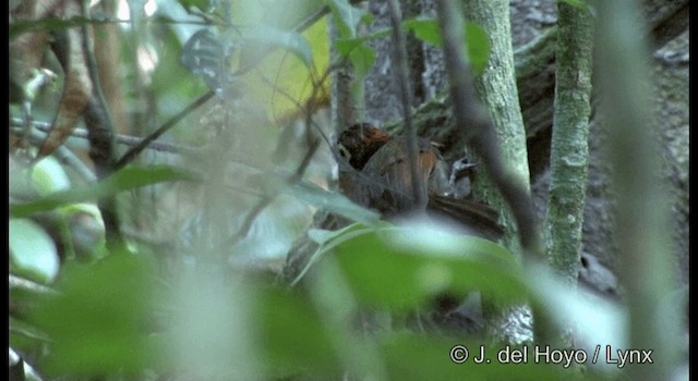 Harlequin Antbird - ML201384941