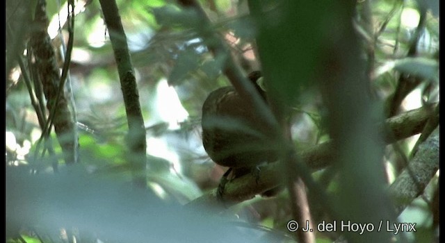 Harlequin Antbird - ML201384961