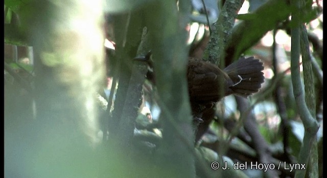 Hormiguero Arlequín - ML201384971