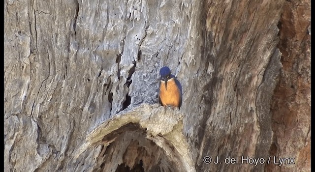 Azure Kingfisher - ML201384991