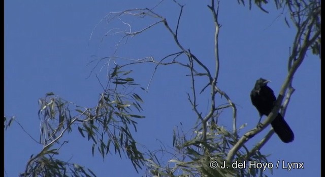 White-winged Chough - ML201385011