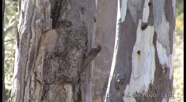 White-throated Treecreeper (White-throated) - ML201385031