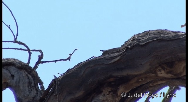 Corretroncos Gorjiblanco (grupo leucophaea) - ML201385041