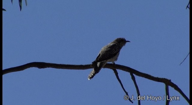 Pallid Cuckoo - ML201385051