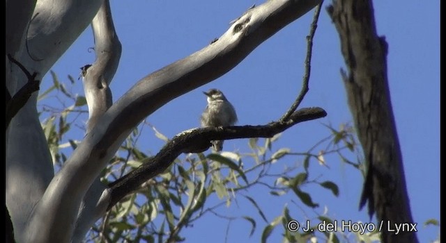 Varied Sittella (Orange-winged) - ML201385061