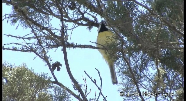 Eastern Shrike-tit - ML201385071