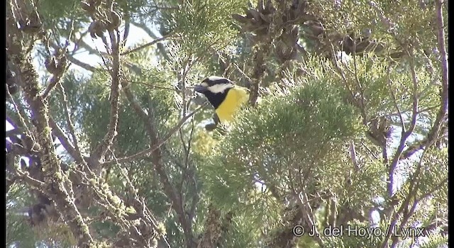 Eastern Shrike-tit - ML201385081