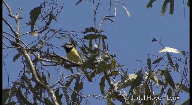 Eastern Shrike-tit - ML201385091