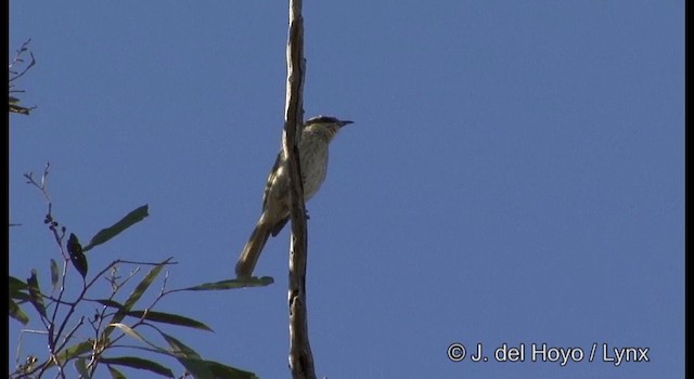 Singing Honeyeater - ML201385111