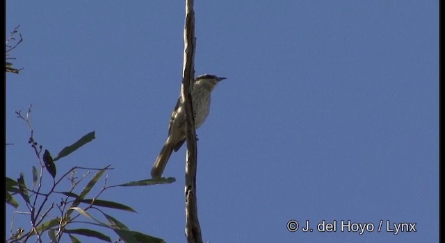 Singing Honeyeater - ML201385111