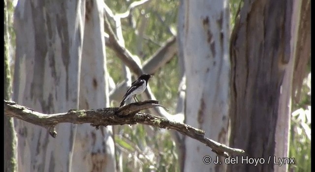 Hooded Robin - ML201385121