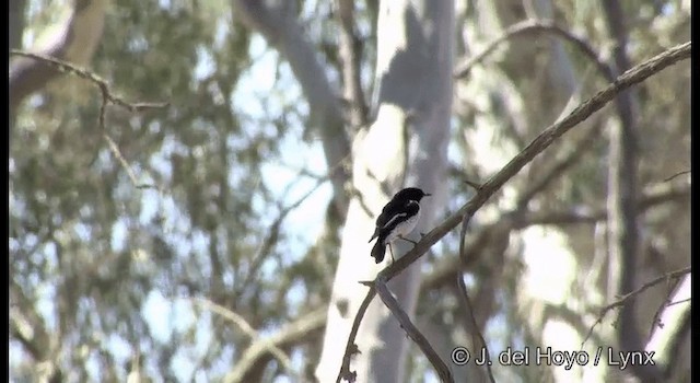 Hooded Robin - ML201385131