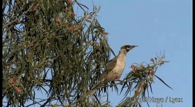 Little Friarbird - ML201385201