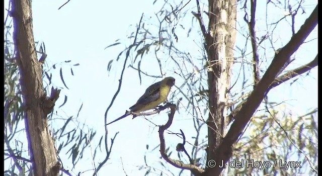 Crimson Rosella (Yellow) - ML201385211