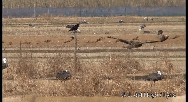 黑鳶(黑耳) - ML201385261