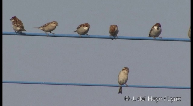 Russet Sparrow - ML201385291