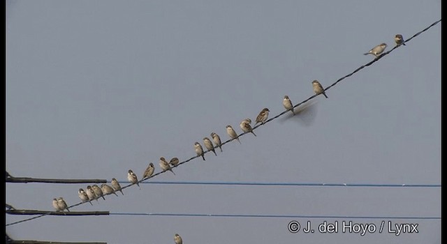 Russet Sparrow - ML201385301